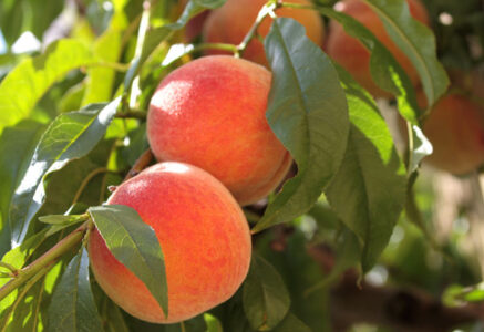Canning Peaches: Halved or Sliced Image